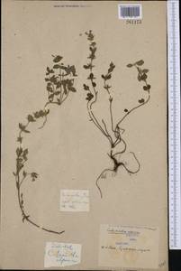 Clinopodium alpinum (L.) Kuntze, Western Europe (EUR) (Serbia)