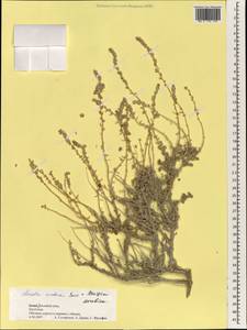 Kirilowia arabica (Boiss.) G.L.Chu, South Asia, South Asia (Asia outside ex-Soviet states and Mongolia) (ASIA) (Israel)