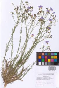 Linum perenne L., Eastern Europe, Eastern region (E10) (Russia)