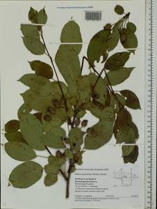 Malus prunifolia (Willd.) Borkh., Eastern Europe, Central region (E4) (Russia)