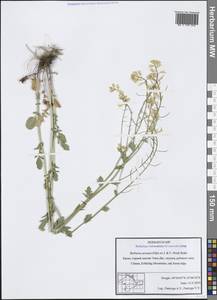 Barbarea vulgaris (L.) W.T.Aiton, Crimea (KRYM) (Russia)