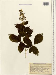 Rubus ibericus Juz., Caucasus, Black Sea Shore (from Novorossiysk to Adler) (K3) (Russia)