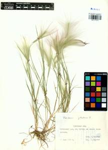 Hordeum jubatum L., Siberia, Baikal & Transbaikal region (S4) (Russia)