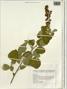 Rubus sanctus Schreb., South Asia, South Asia (Asia outside ex-Soviet states and Mongolia) (ASIA) (Iran)