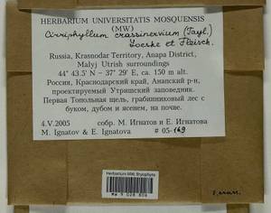 Cirriphyllum crassinervium (Taylor ex Wilson) Loeske & M. Fleisch., Bryophytes, Bryophytes - North Caucasus & Ciscaucasia (B12) (Russia)