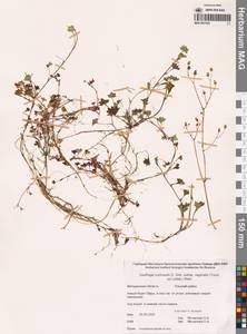 Micranthes nudicaulis (D.Don) Gornall & H.Ohba, Siberia, Chukotka & Kamchatka (S7) (Russia)