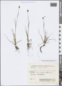 Luzula confusa Lindeb., Siberia, Chukotka & Kamchatka (S7) (Russia)