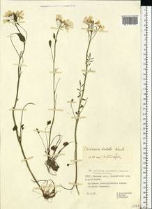 Cardamine pratensis subsp. dentata (Schult.) Celak., Eastern Europe, Belarus (E3a) (Belarus)