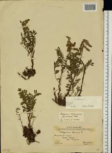 Hedysarum hedysaroides (L.)Schinz & Thell., Eastern Europe, West Ukrainian region (E13) (Ukraine)