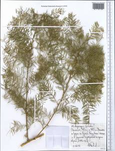 Asparagus falcatus L., Africa (AFR) (Ethiopia)