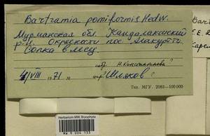 Bartramia pomiformis Hedw., Bryophytes, Bryophytes - Karelia, Leningrad & Murmansk Oblasts (B4) (Russia)