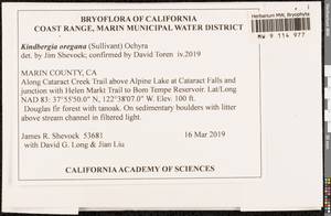 Kindbergia oregana (Sull.) Ochyra, Bryophytes, Bryophytes - America (BAm) (United States)