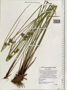 Juncus effusus L., Eastern Europe, North-Western region (E2) (Russia)