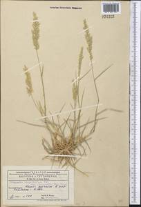 Eragrostis cilianensis (All.) Janch., Middle Asia, Western Tian Shan & Karatau (M3) (Kyrgyzstan)