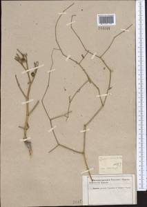 Zygophyllum eichwaldii C. A. Mey., Middle Asia, Caspian Ustyurt & Northern Aralia (M8) (Kazakhstan)