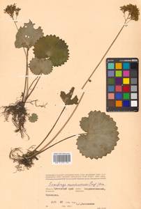 Micranthes manchuriensis (Engl.) Gornall & H. Ohba, Siberia, Russian Far East (S6) (Russia)