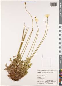 Oreomecon nudicaulis subsp. nudicaulis, Siberia, Central Siberia (S3) (Russia)