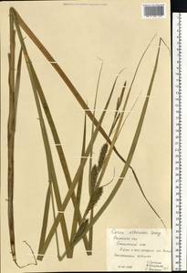 Carex atherodes Spreng., Eastern Europe, Central region (E4) (Russia)