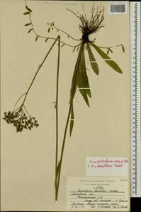 Pilosella densiflora subsp. densiflora, Eastern Europe, Moscow region (E4a) (Russia)