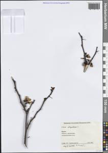 Cercis siliquastrum L., Crimea (KRYM) (Russia)