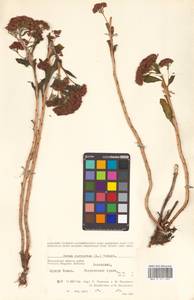 Hylotelephium telephium (L.) H. Ohba, Siberia, Chukotka & Kamchatka (S7) (Russia)