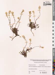 Smelowskia jacutica (Botsch. & Karav.) Al-Shehbaz & Warwick, Siberia, Chukotka & Kamchatka (S7) (Russia)