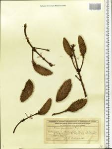 Picea fennica (Regel) Kom., Eastern Europe, Volga-Kama region (E7) (Russia)