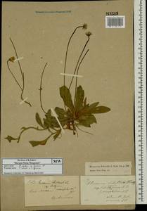 Pilosella officinarum Vaill., Eastern Europe, Moscow region (E4a) (Russia)