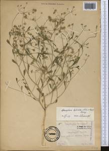 Pimpinella leptoclada (Aitch. & Hemsl.) Mousavi, Mozaff. & Zarre, Middle Asia, Pamir & Pamiro-Alai (M2) (Uzbekistan)