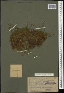 Sabulina verna subsp. verna, Caucasus, Armenia (K5) (Armenia)