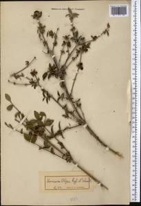 Lonicera olgae Regel & Schmalh., Middle Asia, Northern & Central Tian Shan (M4) (Not classified)