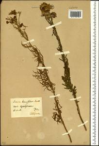 Jacobaea erucifolia subsp. erucifolia, Siberia, Baikal & Transbaikal region (S4) (Russia)
