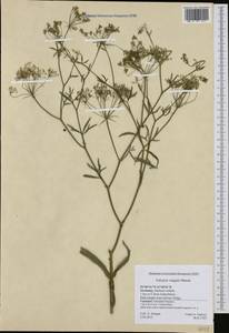 Falcaria vulgaris Bernh., Western Europe (EUR) (Germany)
