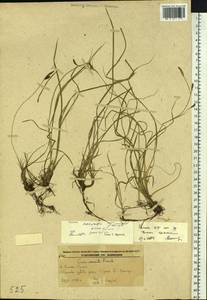 Carex nervata Franch. & Sav., Siberia, Russian Far East (S6) (Russia)