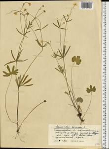 Ranunculus auricomus L., Eastern Europe, South Ukrainian region (E12) (Ukraine)
