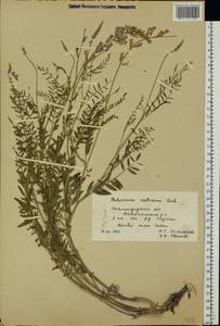 Hedysarum cretaceum DC., Eastern Europe, Lower Volga region (E9) (Russia)