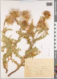 Cirsium semenovii Regel & Schmalh., Middle Asia, Northern & Central Tian Shan (M4) (Kyrgyzstan)
