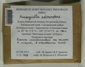 Aquilonium adscendens (Lindb.) Hedenäs, Schlesak & D. Quandt, Bryophytes, Bryophytes - Russian Far East (excl. Chukotka & Kamchatka) (B20) (Russia)