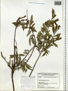 Salix boganidensis Trautv., Siberia, Central Siberia (S3) (Russia)