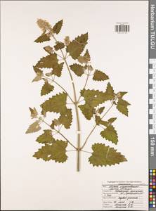 Melissa officinalis L., Eastern Europe, Central region (E4) (Russia)