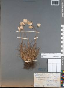 Eriophorum callitrix Cham. ex C.A.Mey., Siberia, Central Siberia (S3) (Russia)