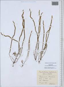 Psylliostachys leptostachya (Boiss.) Roshkova, Middle Asia, Karakum (M6) (Turkmenistan)