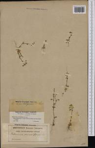 Cerastium ligusticum subsp. ligusticum, Western Europe (EUR) (France)
