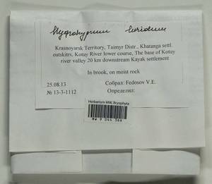 Hygrohypnum luridum (Hedw.) Jenn., Bryophytes, Bryophytes - Krasnoyarsk Krai, Tyva & Khakassia (B17) (Russia)