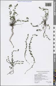 Andrachne telephioides L., South Asia, South Asia (Asia outside ex-Soviet states and Mongolia) (ASIA) (Turkey)