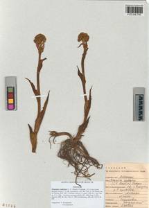 Petasites radiatus (J. F. Gmel.) J. Toman, Siberia, Altai & Sayany Mountains (S2) (Russia)