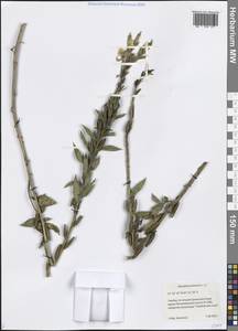 Oenothera biennis L., Eastern Europe, Central forest-and-steppe region (E6) (Russia)