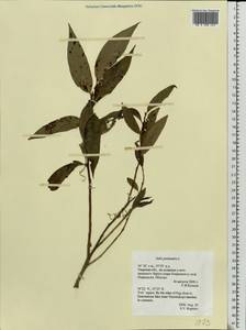 Salix pentandra L., Eastern Europe, North-Western region (E2) (Russia)