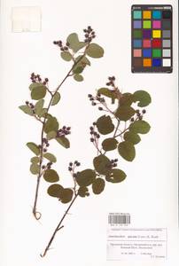 Amelanchier × spicata (Lam.) K.Koch, Eastern Europe, Central forest-and-steppe region (E6) (Russia)