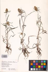 Omalotheca norvegica (Gunnerus) Sch. Bip. & F. W. Schultz, Eastern Europe, West Ukrainian region (E13) (Ukraine)